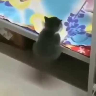 AYAYA