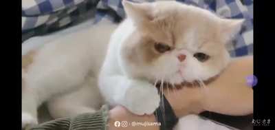 The way it hugs the arm!