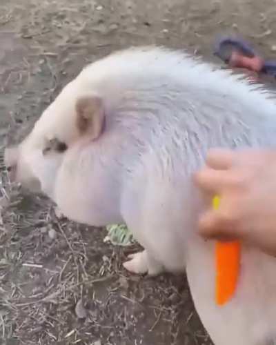 Bacon
