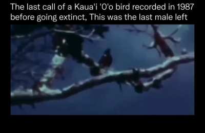 I never heard any bird sing like this, so eerie and beautiful