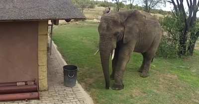 🔥 Elephant picks up trash 🔥