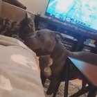 Happy dog getting kisses
