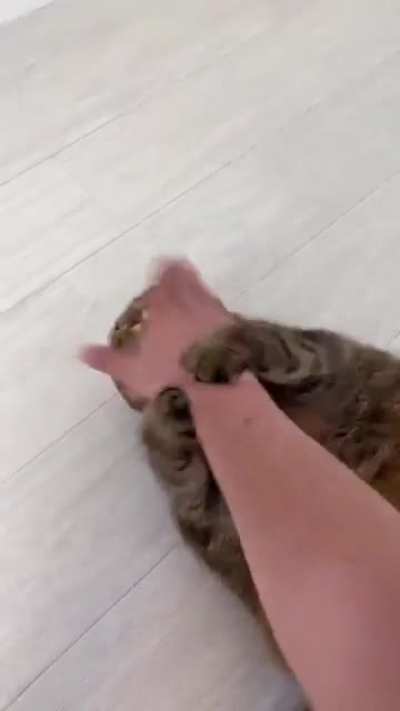 Кунг-фу, стиль тюленя