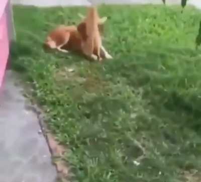 Cat Deployed. Target Neutralized