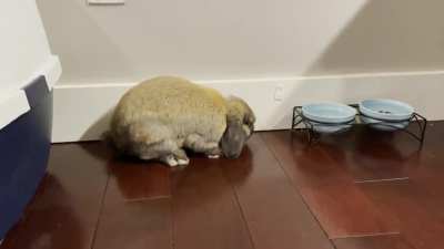 Sunday is for flopping