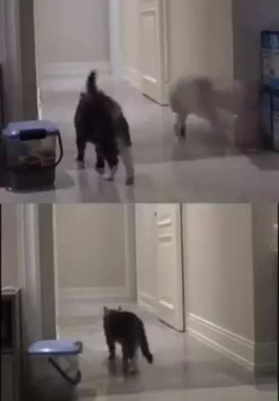 Cat remembering a friend