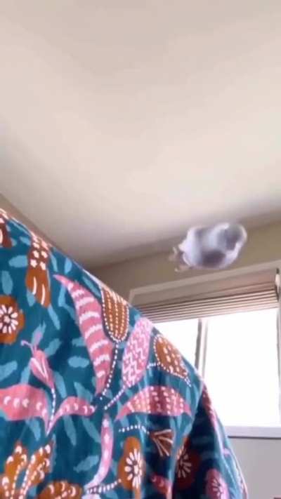 Dancing parrot 😄