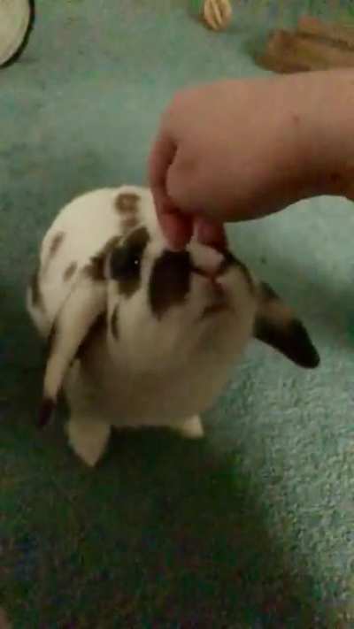 Head scratches are the best!