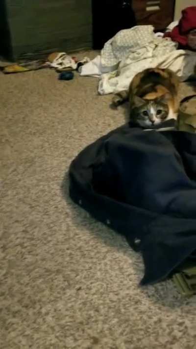 Excuse the mess, in the process of a major home reorganization but the wiggle was too cute not to share!
