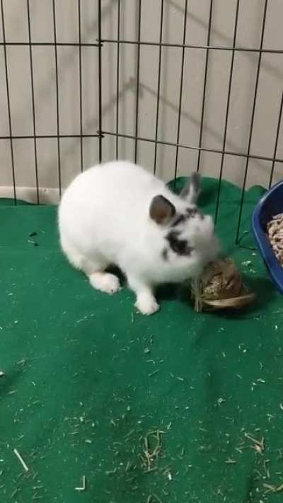 She protect, she attack, but most importantly, she's no bigger than a snack pack