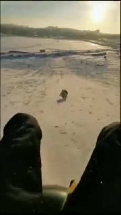 Try to catch me if you can, hooman! I'm The Flash!
