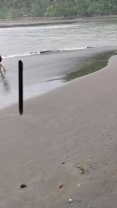 Boomerang mas
