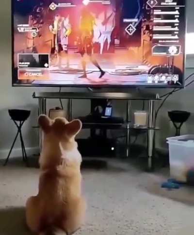 Corgi feels regret