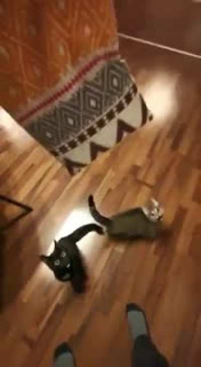 Exercising extreme caution while placing the food dish...