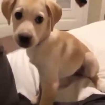 Cachorro