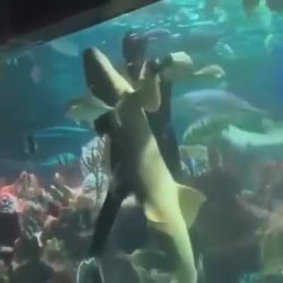 Dancing with a shark?