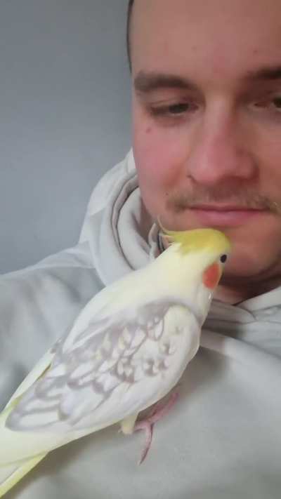 My birb loves being kissed ❤️
