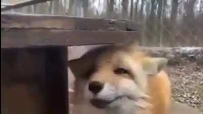 What does the fox say... 