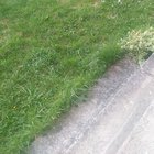 Ovo se uvijek događa kada idem setati psa