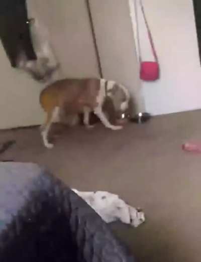 Thanks, I hate aggressive dogs