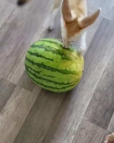 Cutting up the 🍉