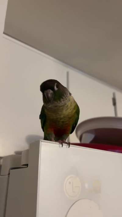 I come home from work to see Mango waiting for me atop of a fridge…