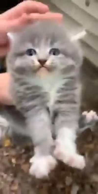 gato