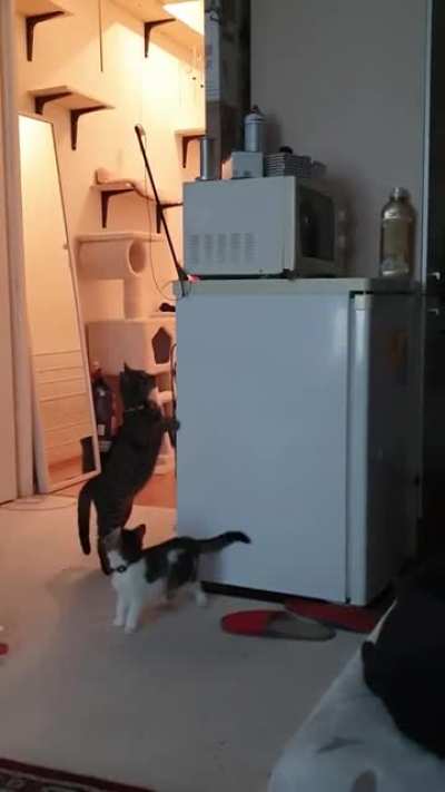 Cat calculates how to unstick toy so kitten can resume play