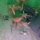 This is officially my new favorite video