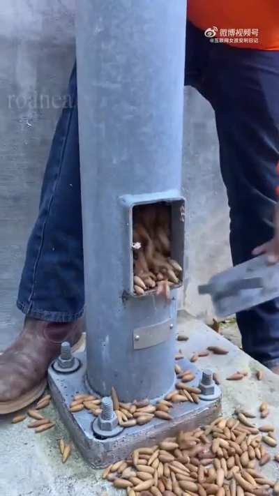 Squirrel filled light pole with nuts