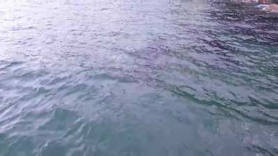 2 orca between Scorcher and Worser Bay