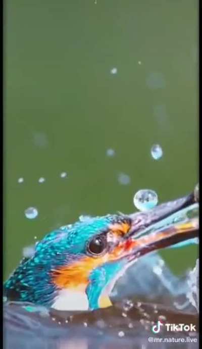 Slow-mo footage of a kingfisher hunting its prey