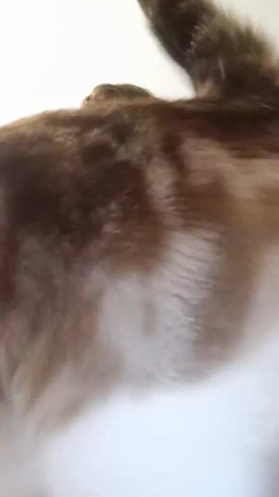 Kitty flash