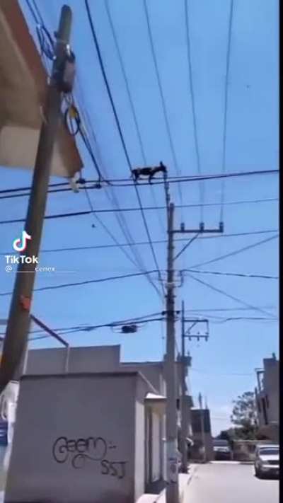 What the dog doin?