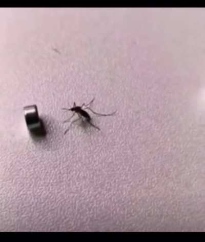I hate mosquitoes
