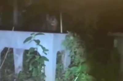 Skinwalker