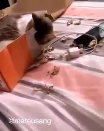 Cat with a master's degree in engineering