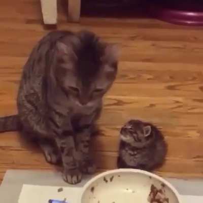 Find someone who looks at you like this foster kitten