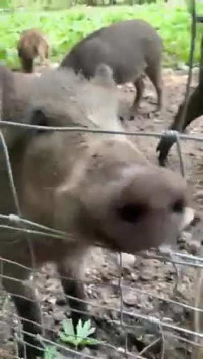 This little piggies went...