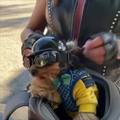 woof_irl