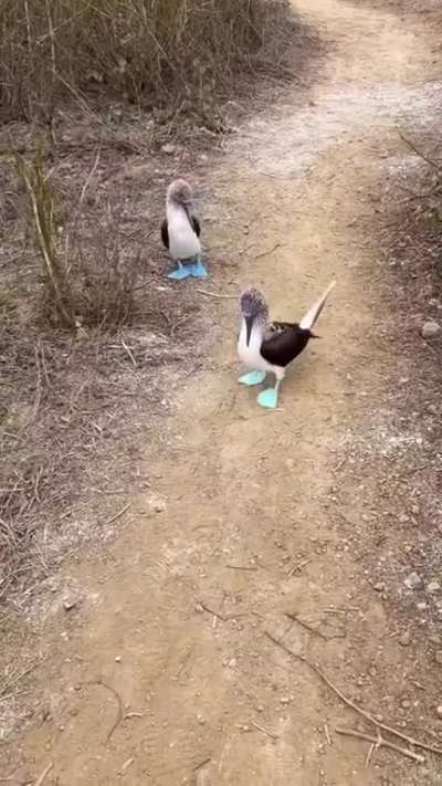 🔥 A pair of waddling Blue-Footed Boobies