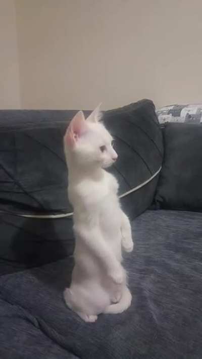 Cat startled by new cat brought home