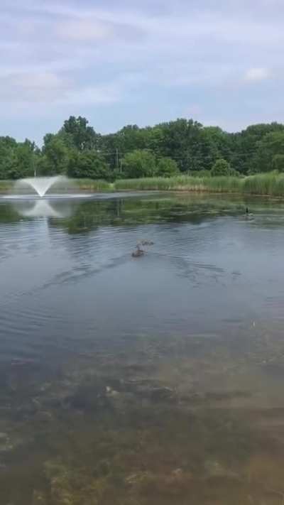 These ten ducklings were found orphaned and they were brought to a pet duck called Stella who had just hatched nine of her own two weeks prior. She immediately claimed the ten as her own.