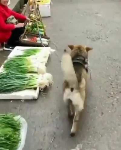 Собака по хозяйству помогака