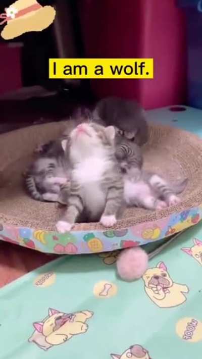 Cute kitty saying 