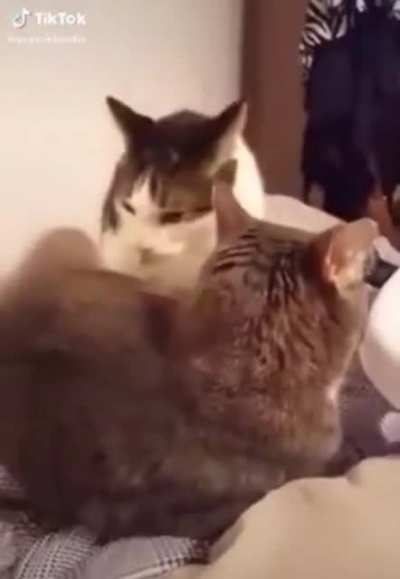 meOOoow!