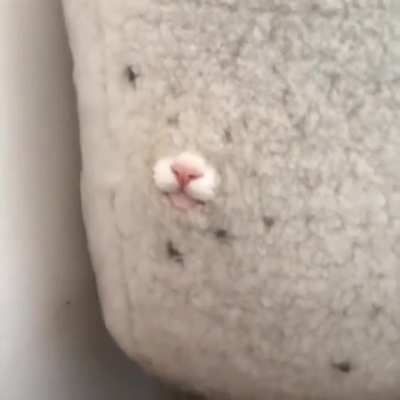 Sneaky boop