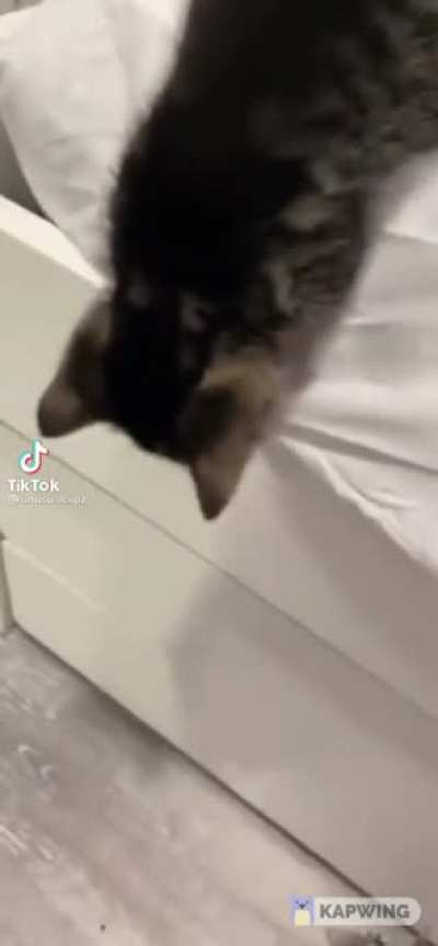 do_kittens_count.exe