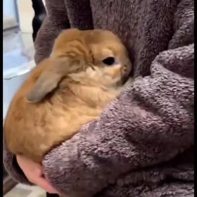 BUNNY BRUTALLY MAULS INNOCENT CIVILIAN TO DEATH
