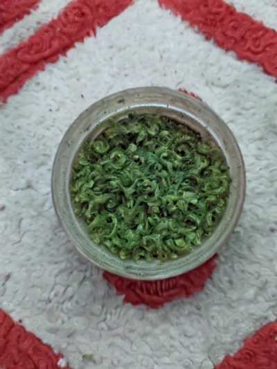holy plant